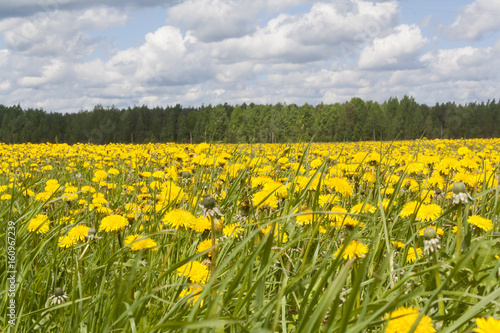 field with yellow dandelions
