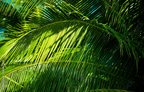 Green tropical background