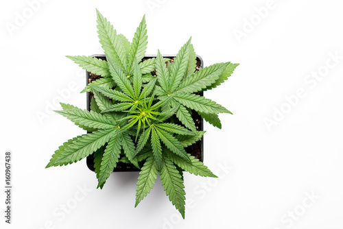 Growing marijuana in the pot