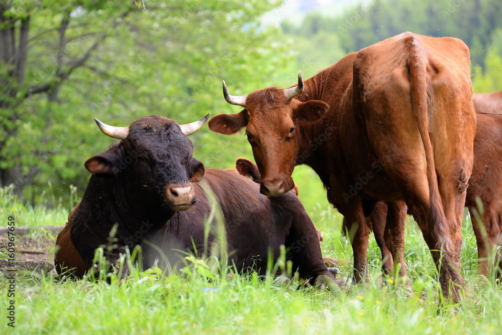 Rinderpärchen, brauner Stier liegt im Gras neben einer stehenden braunen Kuh Rinderpärchen, brauner Stier liegt im Gras neben einer stehenden braunen Kuh