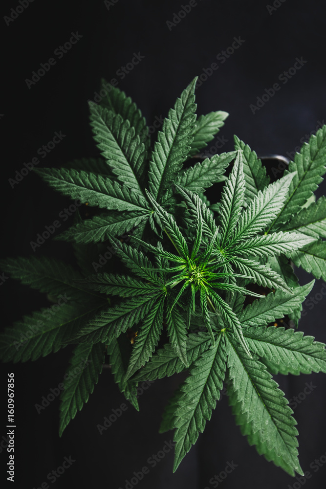 marijuana marijuana
