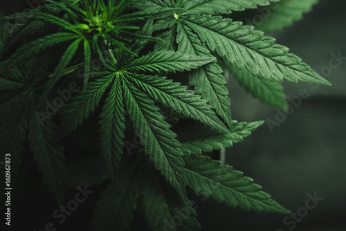 Marijuana leaves, cannabis on a dark background