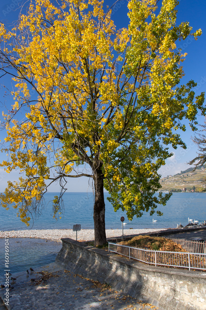 Orange trees on the shore of the lake in early autumn in Switzerland Orange trees on the shore of the lake in early autumn in Switzerland