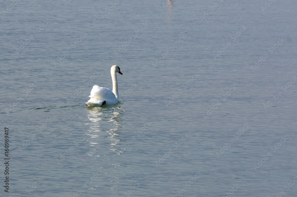 Swan is swimming in the Geneva lake