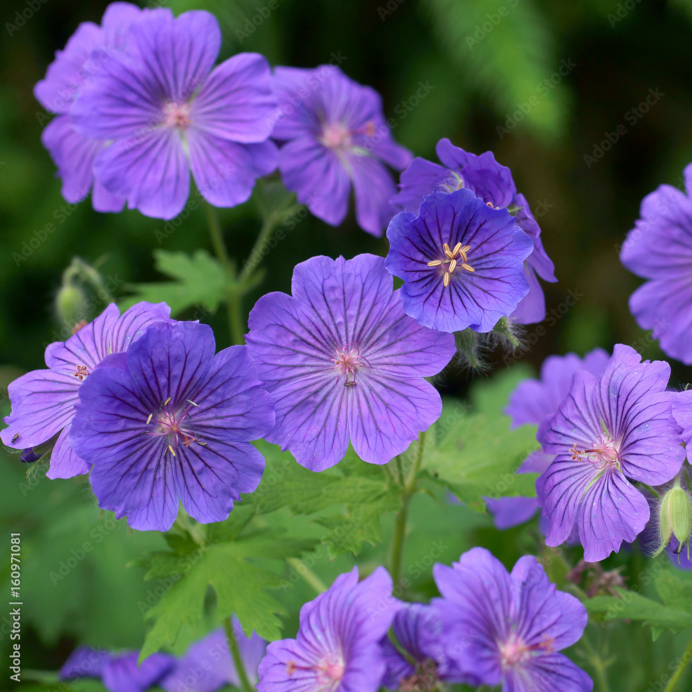 Geranium / cranesbills Geranium / cranesbills