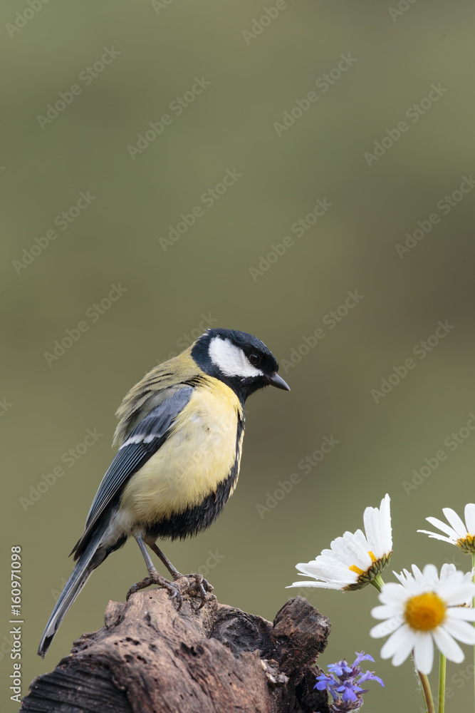 Fototapeta premium Tit005