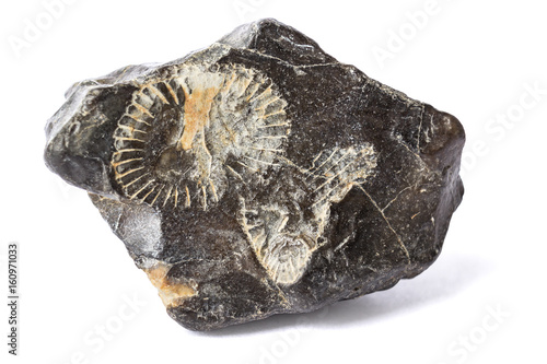 Bild auf Leinwand Remains of ammonite in stone