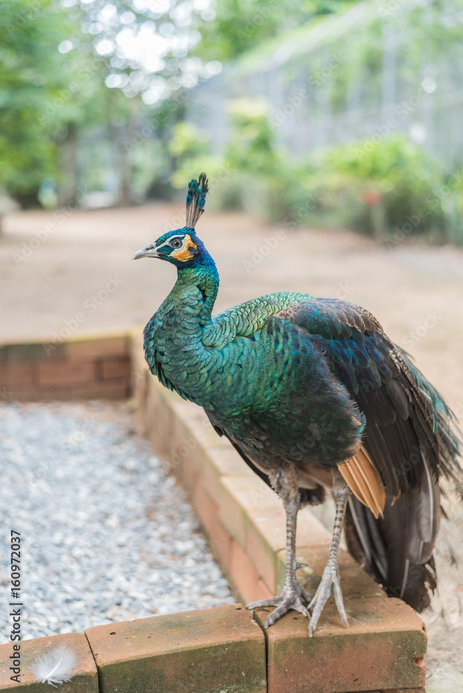 Beautiful peacock is in the zoo outdoors. Beautiful peacock is in the zoo outdoors.