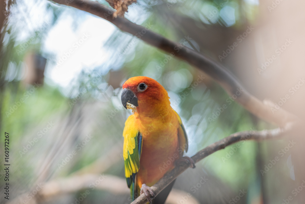 Beautiful Sun Conure parrot bird in the zoo