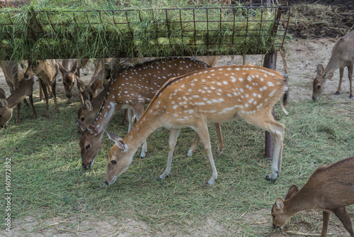 deer in the zoo,Cute animal world thamin, photo