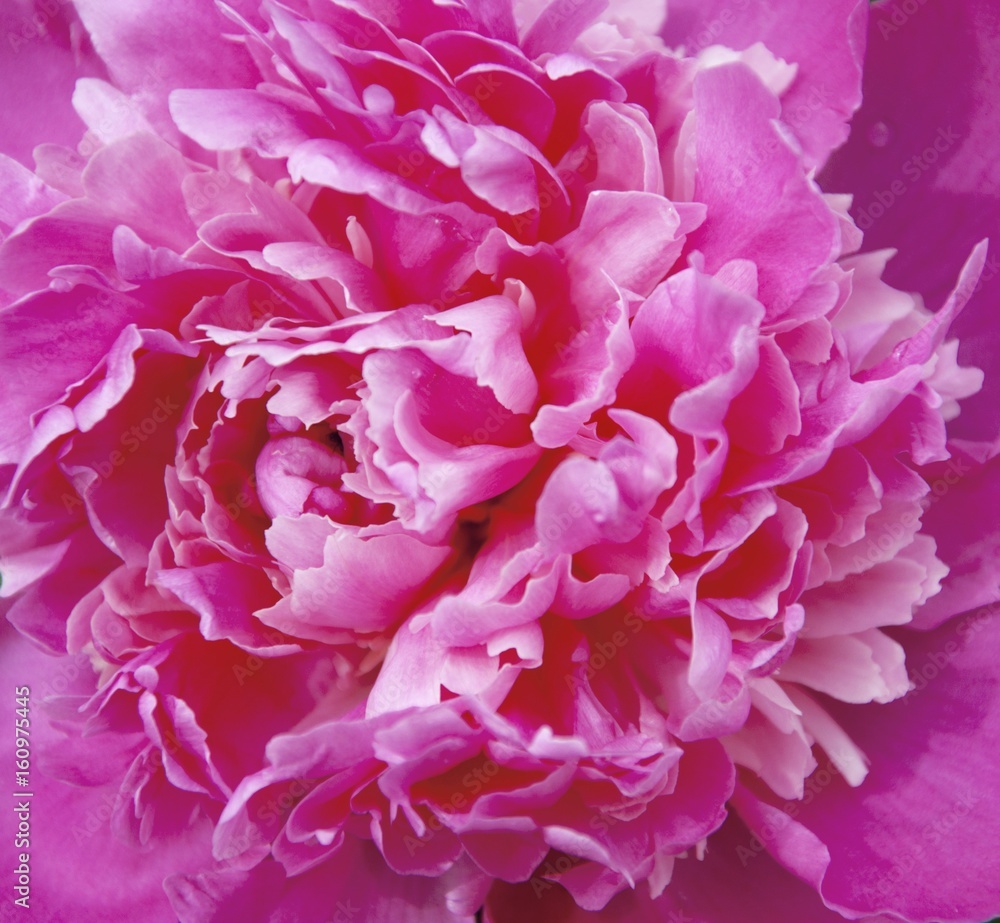 a peony in green background, close-up a peony in green background, close-up