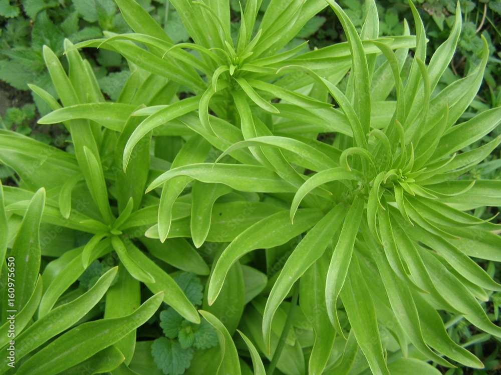 Obraz premium OLYMPUS DIGITAL CAMERA