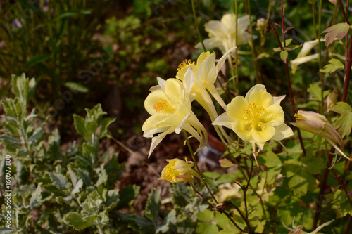 Pale yellow aquilegia flowers
