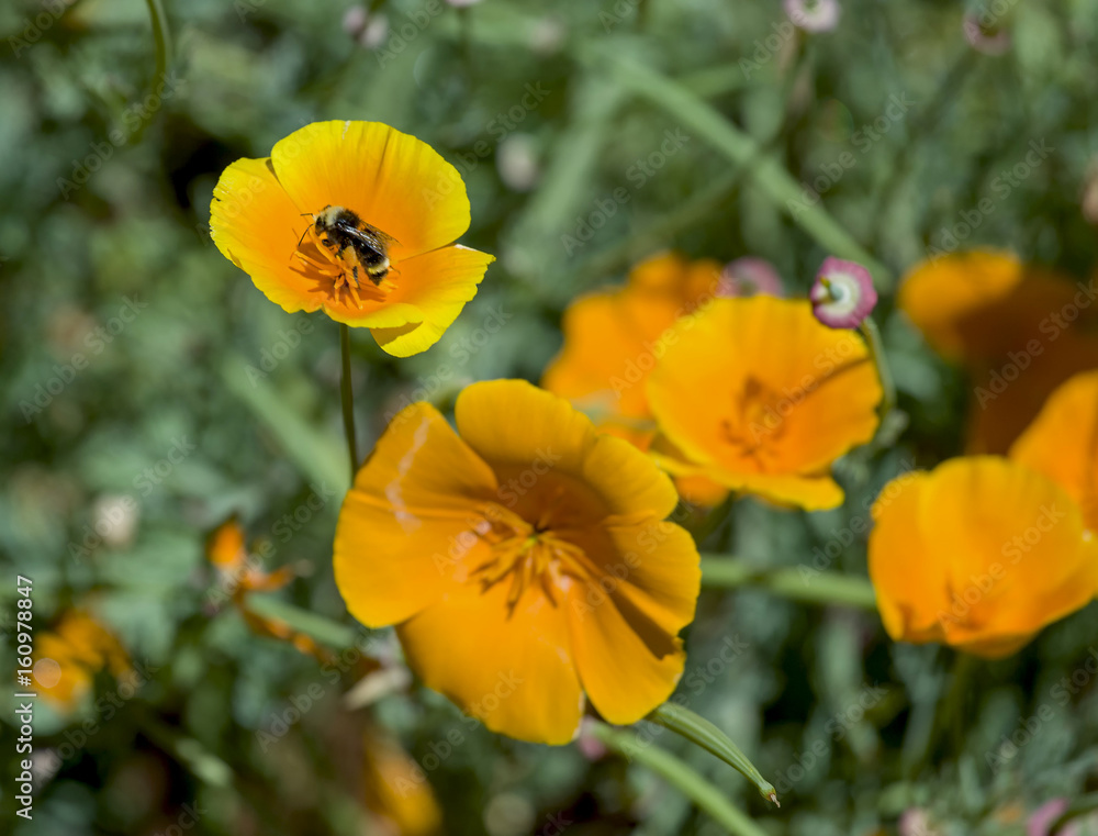 Bumble Bee and Poppy Bumble Bee and Poppy