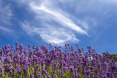 Lavender and wispy clouds