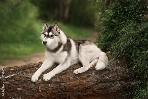 Beautiful dog Siberian Husky