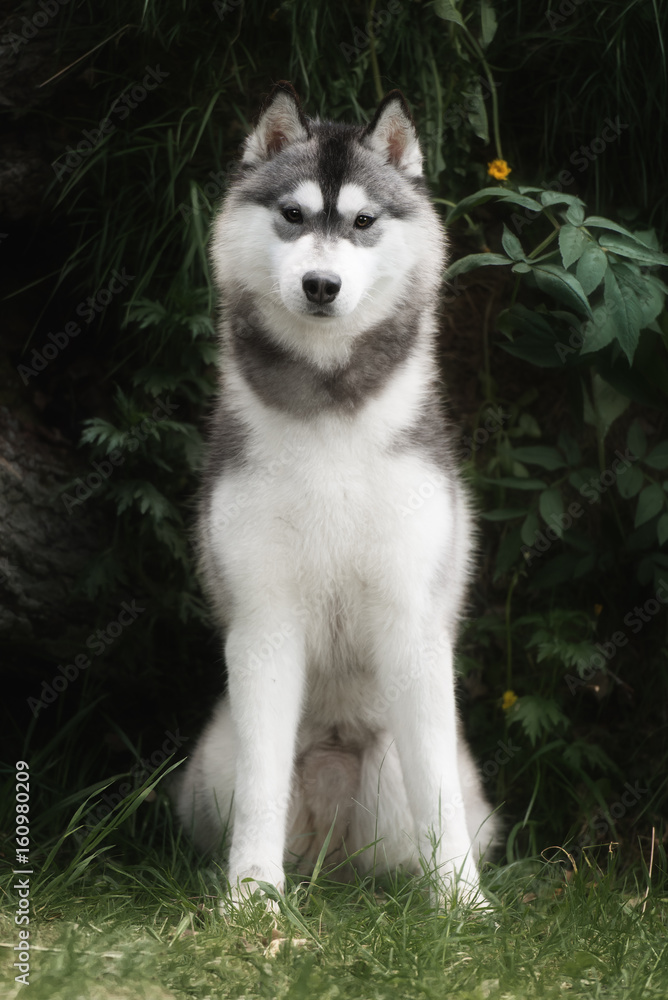 Obraz premium Beautiful dog Siberian Husky