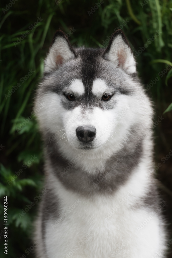 Beautiful dog Siberian Husky