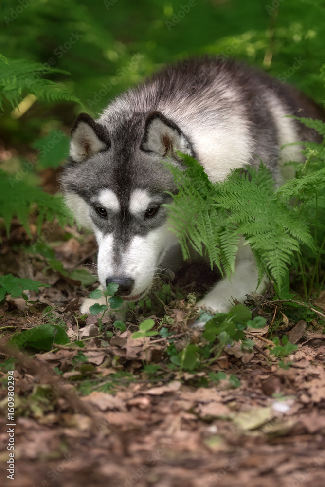 Beautiful dog Siberian Husky