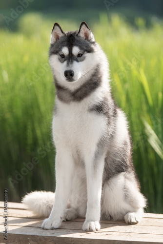 Beautiful dog Siberian Husky © brusnikaphoto