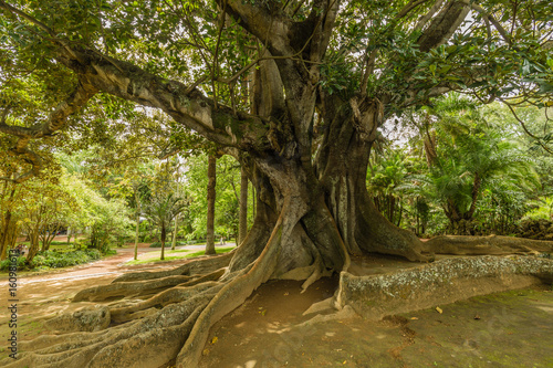 Antonio Borges Botanical Garden in Ponta Delgada