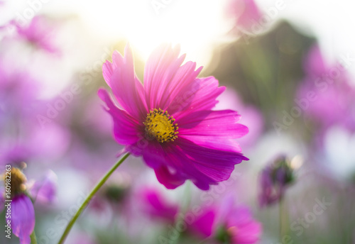 Cosmos in the garden