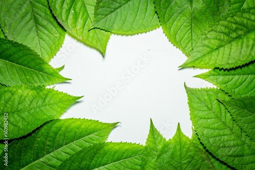 Creative layout made of hophorn ironwood green leaves. Flat lay. Nature background photo