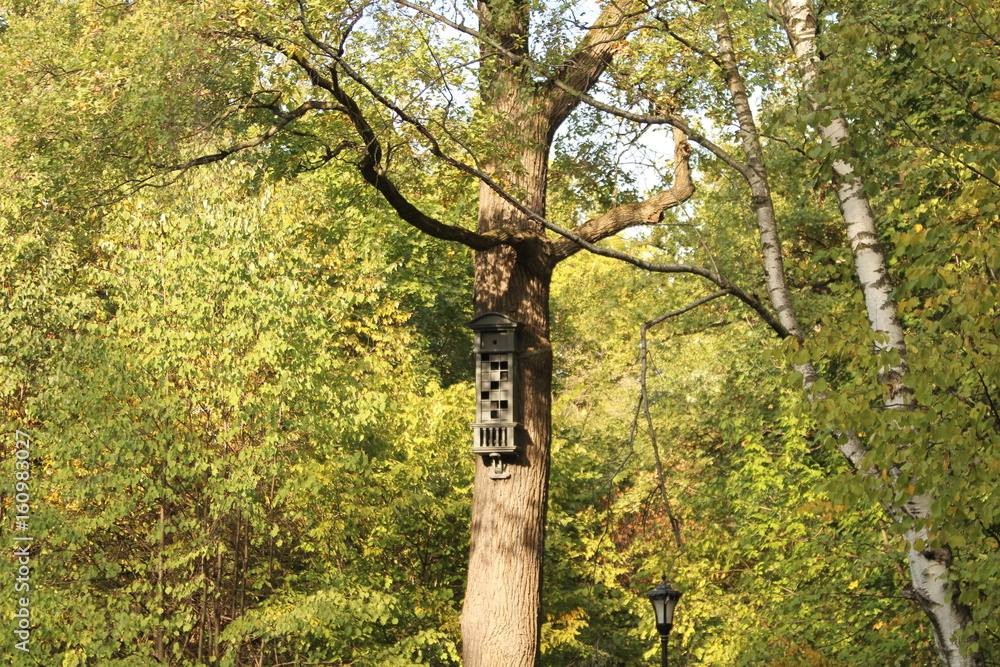 Fototapeta premium fancy birdhouse on a tree in the Park