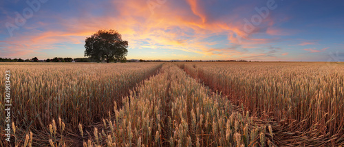 Red sunset over wheat field panorama with tree and way