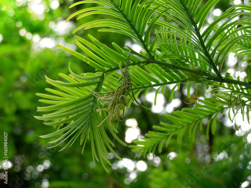 Green leaves of exotic tree in forest or park. Branch with spider