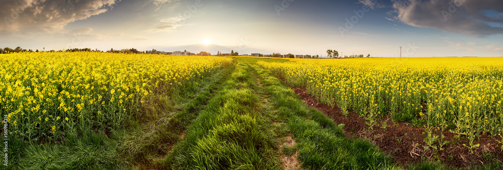 Panorama with yellow flower at sunset