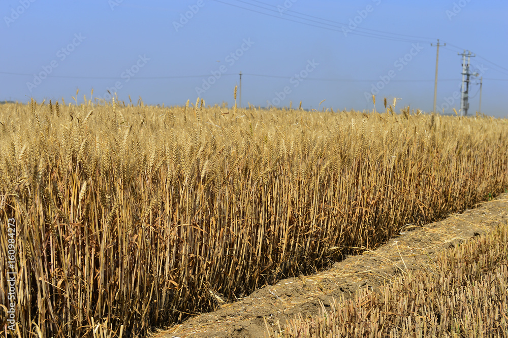 Fototapeta premium wheat