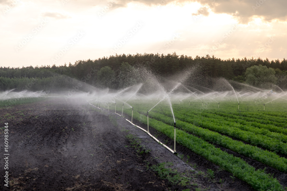 Watering agricultural plants on the field. The spray sprays water on the plants. Growing vegetables Watering agricultural plants on the field. The spray sprays water on the plants. Growing vegetables