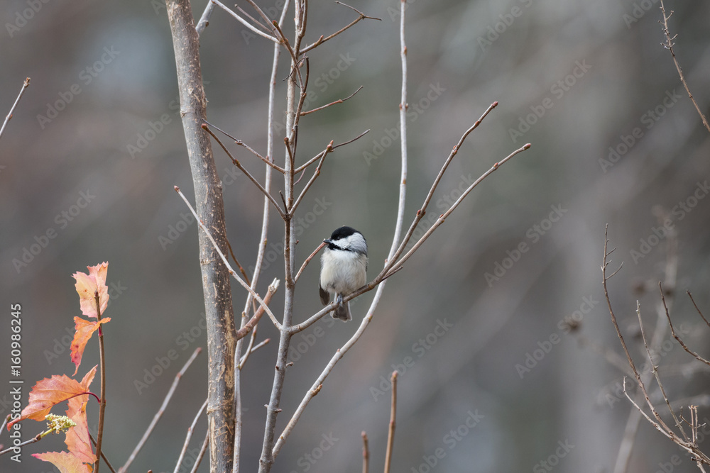 small bird on a branch