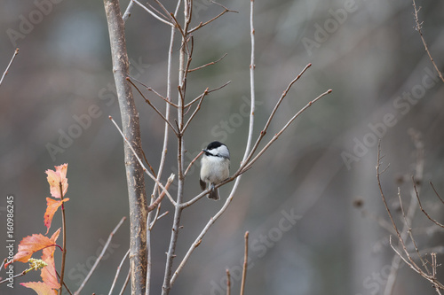 Obraz na płótnie small bird on a branch w salonie
