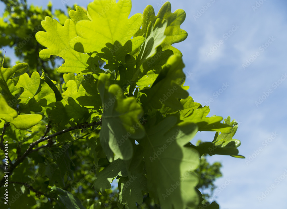 Fototapeta premium Oak leaves on blue sky tree