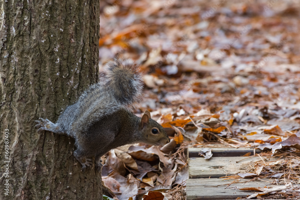 Squirrel looking at you