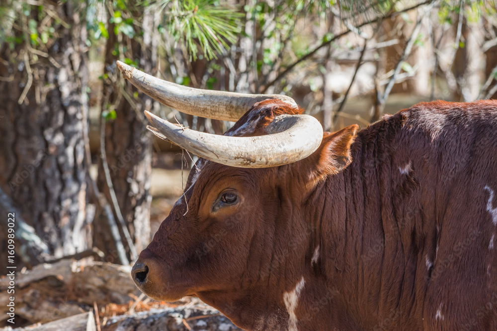 Longhorn bull