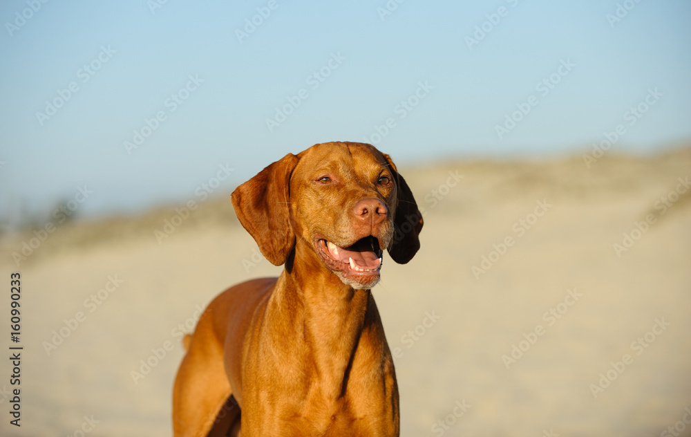 Vizsla dog portrait against sand and sky