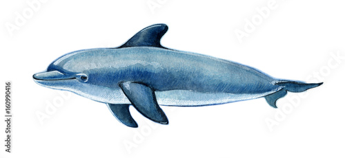 Realistic watercolor dolphin on a white background.