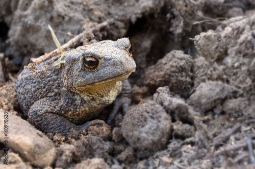 The common toad, European toad photo