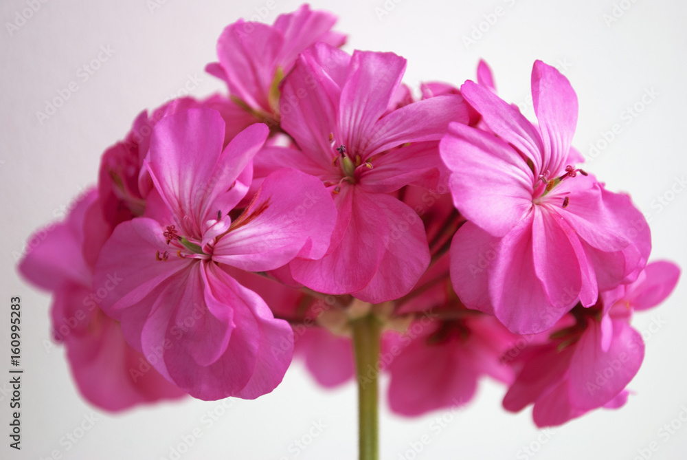 Fototapeta premium пеларгония