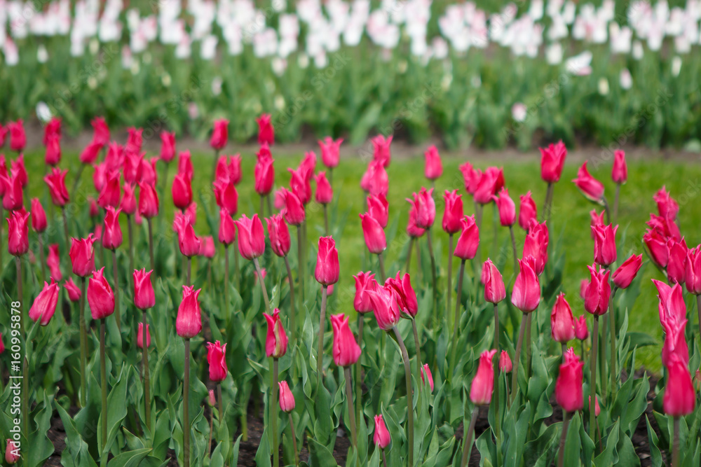 Plantations of Tulips miliarity decorative red . Flowers tulips Burgundy - luxury of the Dutch variety. Tulip Lily exquisite. Cup-shaped flower.