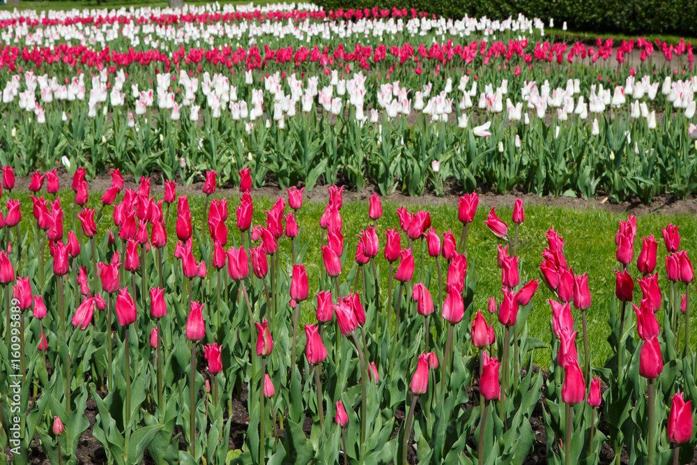 Panorama of plantations of Tulips miliarity decorative red . Flowers tulips Burgundy - luxury of the Dutch variety. Tulip Lily exquisite. Cup-shaped flower.