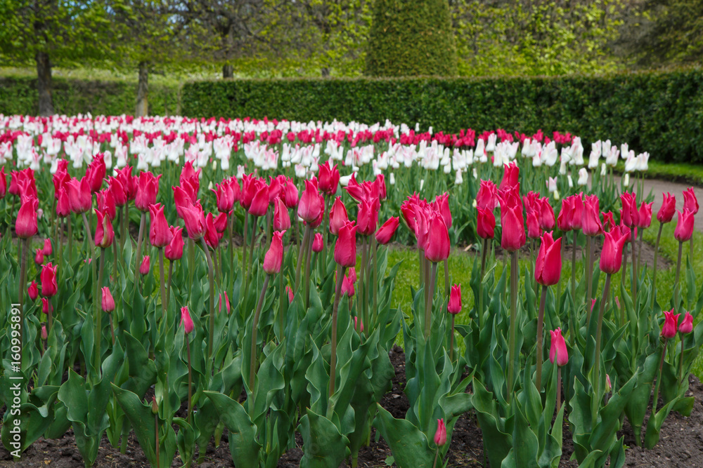 Panorama of Tulips miliarity decorative red . Flowers tulips Burgundy - luxury of the Dutch variety. Tulip Lily exquisite. Cup-shaped flower.