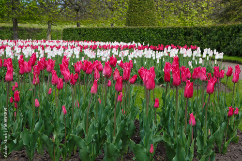 Panorama of Tulips miliarity decorative red . Flowers tulips Burgundy - luxury of the Dutch variety. Tulip Lily exquisite. Cup-shaped flower. © maestrovideo