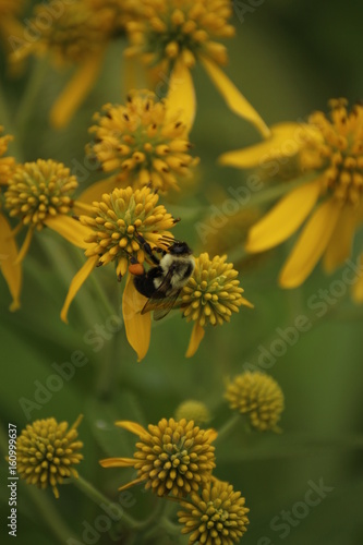Bee on flowers