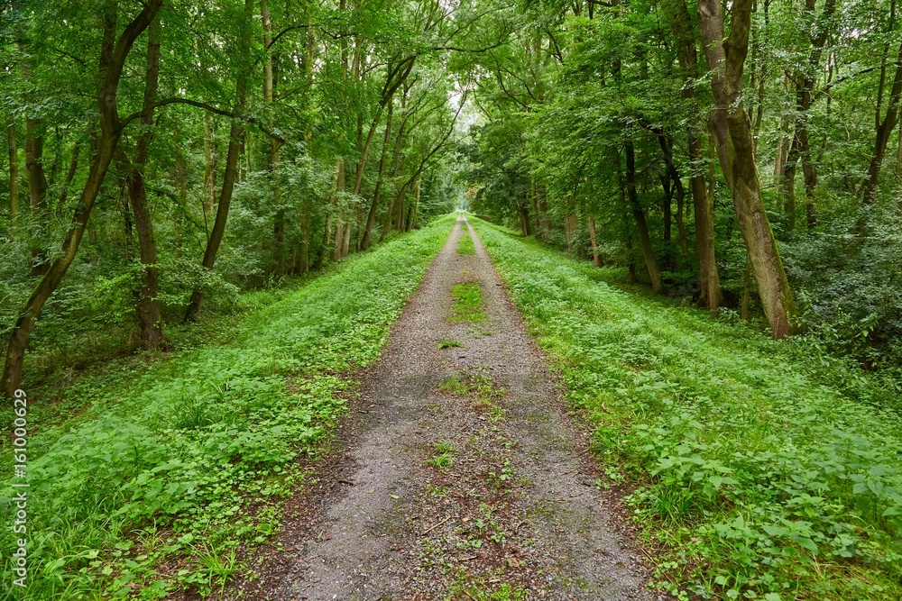 Forest walking route