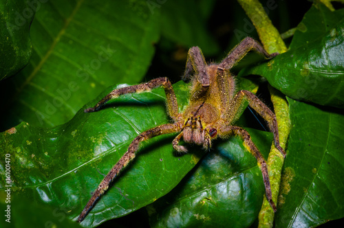 Venomous wandering spider Phoneutria fera sitting on a heliconia leaf in the amazon rainforest in the Cuyabeno National Park, Ecuador