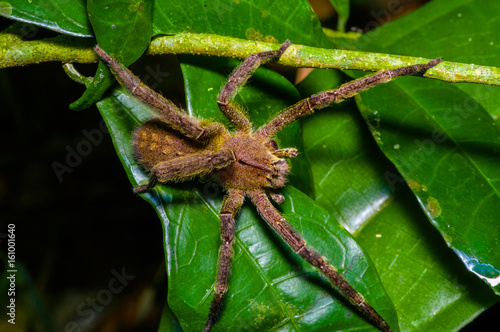 Venomous wandering spider Phoneutria fera sitting on a heliconia leaf in the amazon rainforest in the Cuyabeno National Park, Ecuador